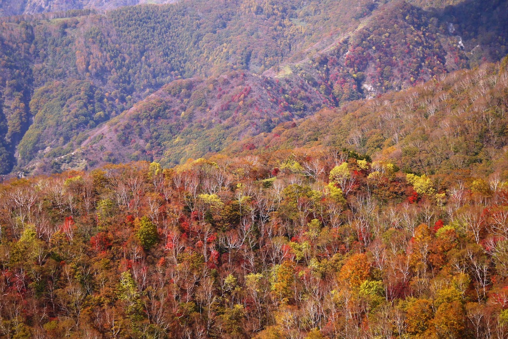 錦