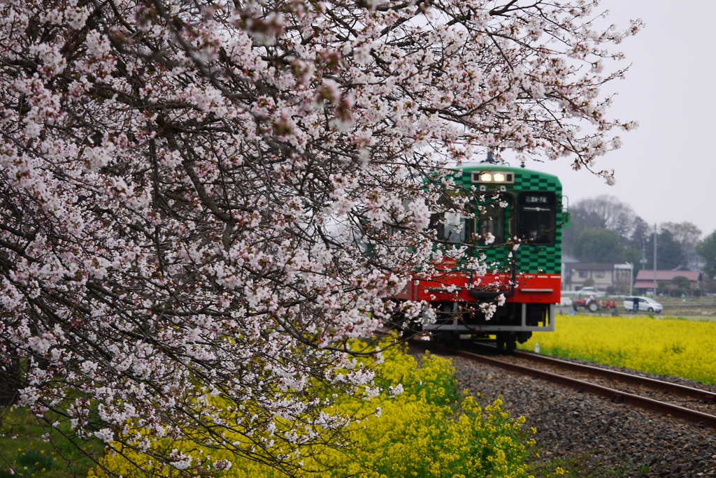 スイカと桜と菜の花と