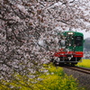 スイカと桜と菜の花と