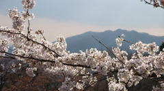 太平山の桜1