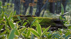 苔むす倒木