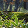 苔むす倒木
