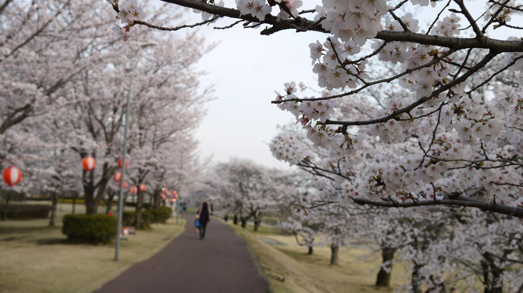 東雲公園の桜