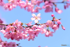 桜鑑賞1