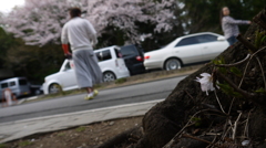 太平山の桜4