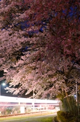 夜桜～再び～