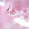 河津桜