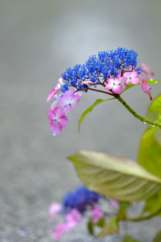 紫陽花