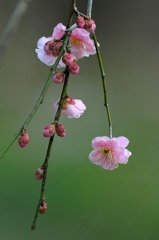 八重咲 八重咲