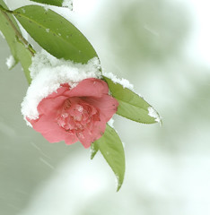 雪椿