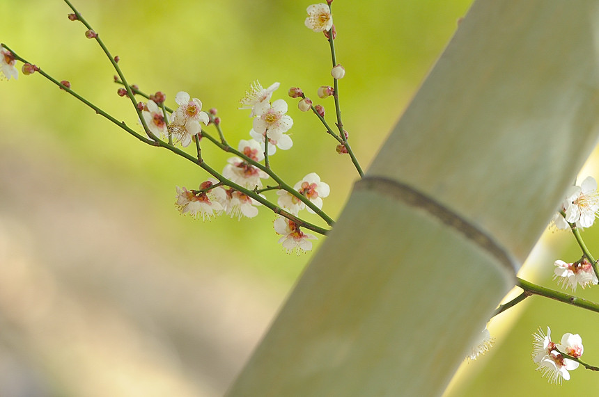梅