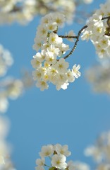 オオシマ桜