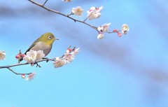 メジロ