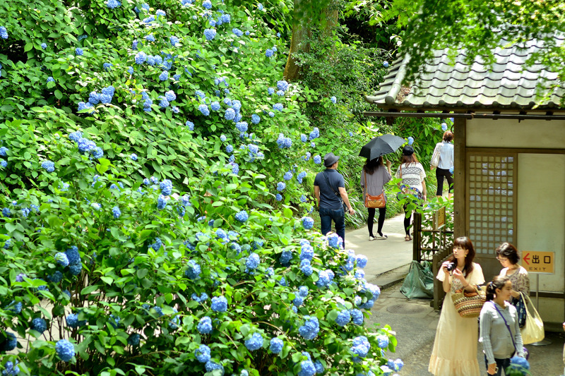 北鎌倉にいます