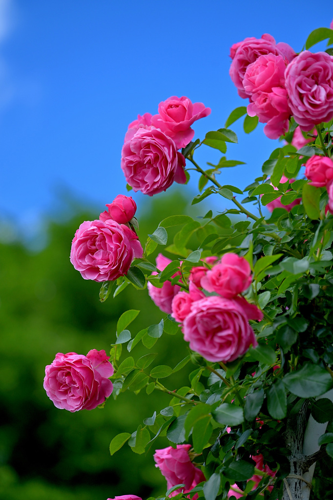 薔薇