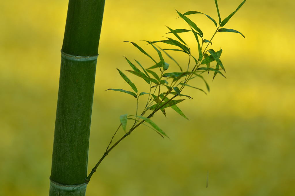 竹