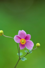 シュウメイ菊