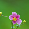 シュウメイ菊
