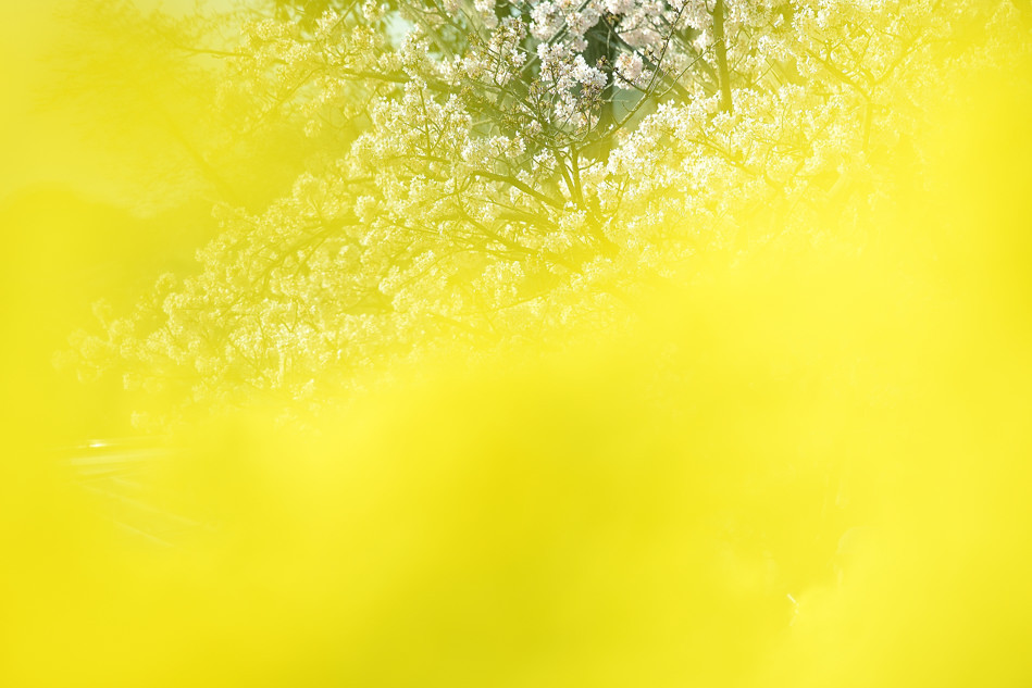 春めき桜