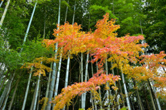 明月院　竹林