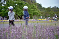 forget-me-not