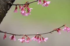 オカメ桜