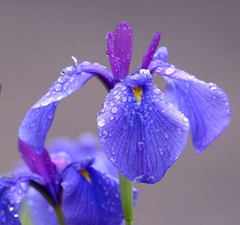 雨の菖蒲園」