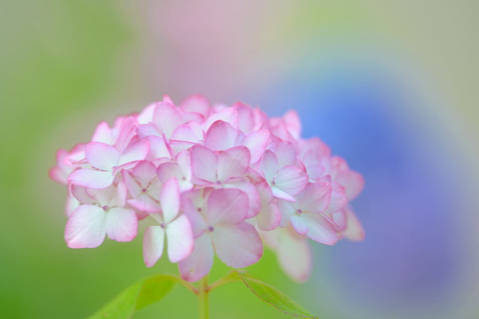 好きな色