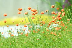 道端の花