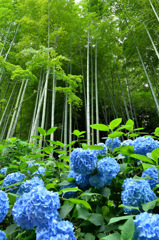 明月院　竹林