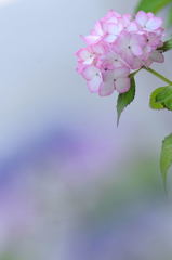 紫陽花