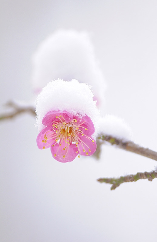 _雪梅