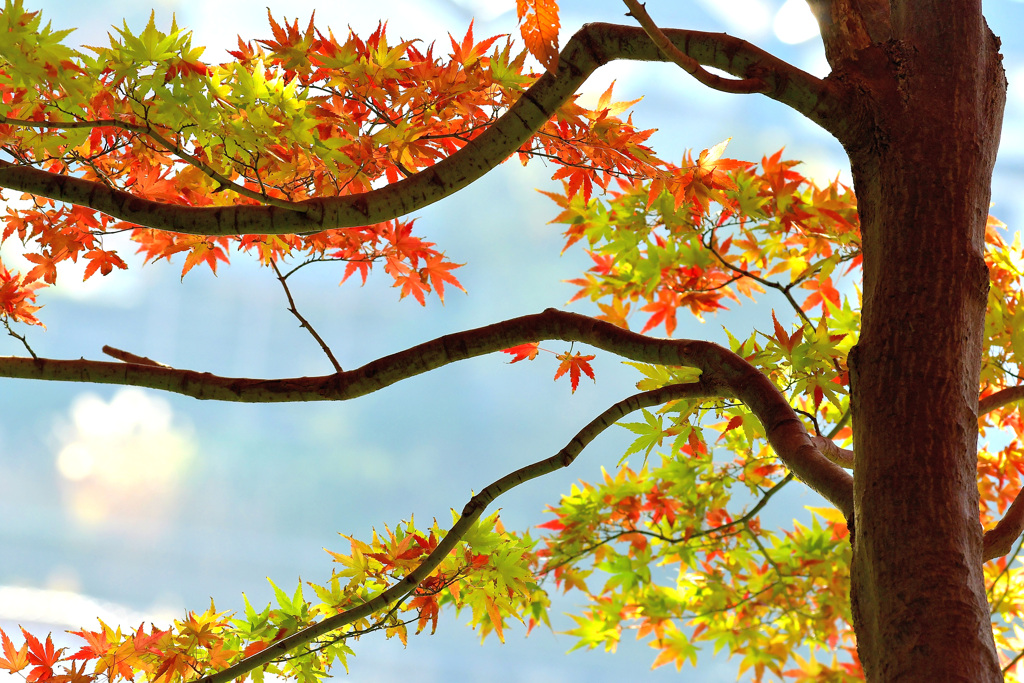 紅葉