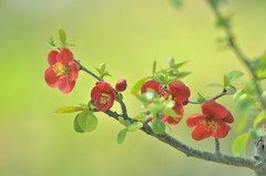 木瓜