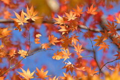 紅葉