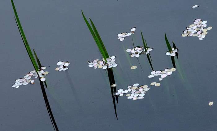 池模様