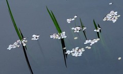 池模様