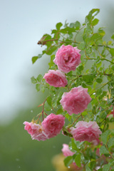 雨の薔薇園