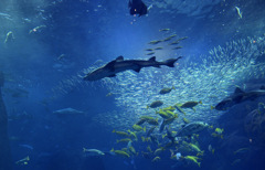 新江の島水族館