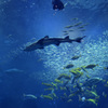 新江の島水族館
