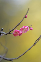 紅梅