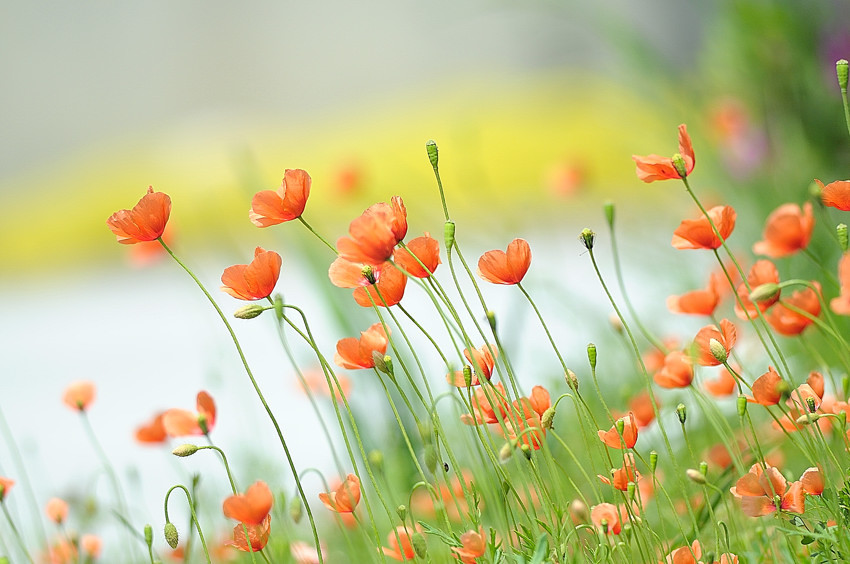 足元の花