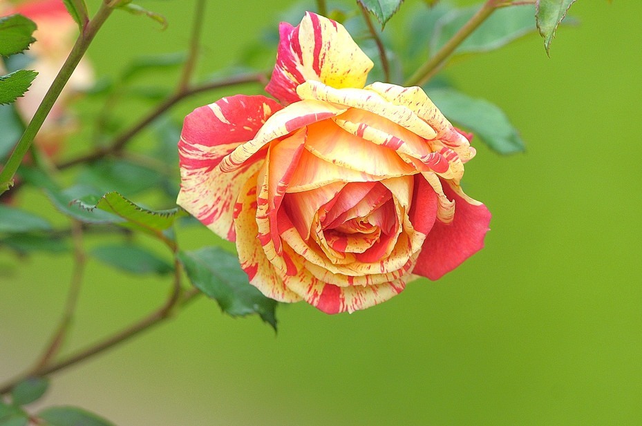 薔薇