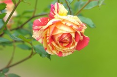 薔薇