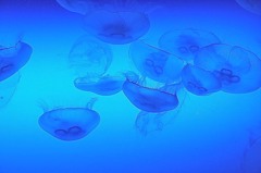 江の島水族館