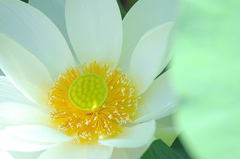 Summer Flower３