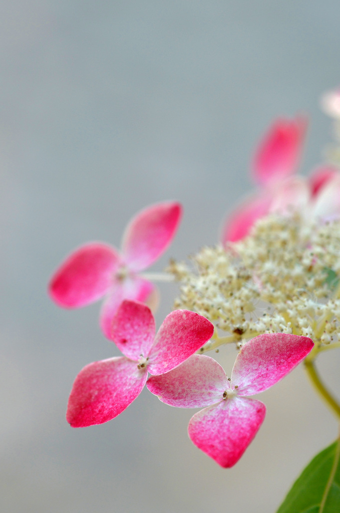 紫陽花