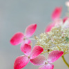 紫陽花