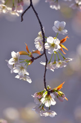 大島桜