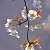 大島桜